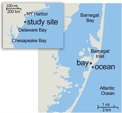 Improved Environmental DNA Reference Library Detects Overlooked Marine Fishes in New Jersey, United States